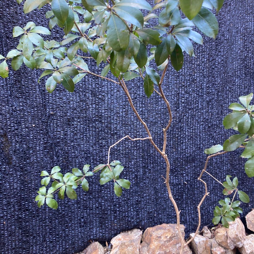 山採り アセビ 馬酔木 約170センチ - メルカリ