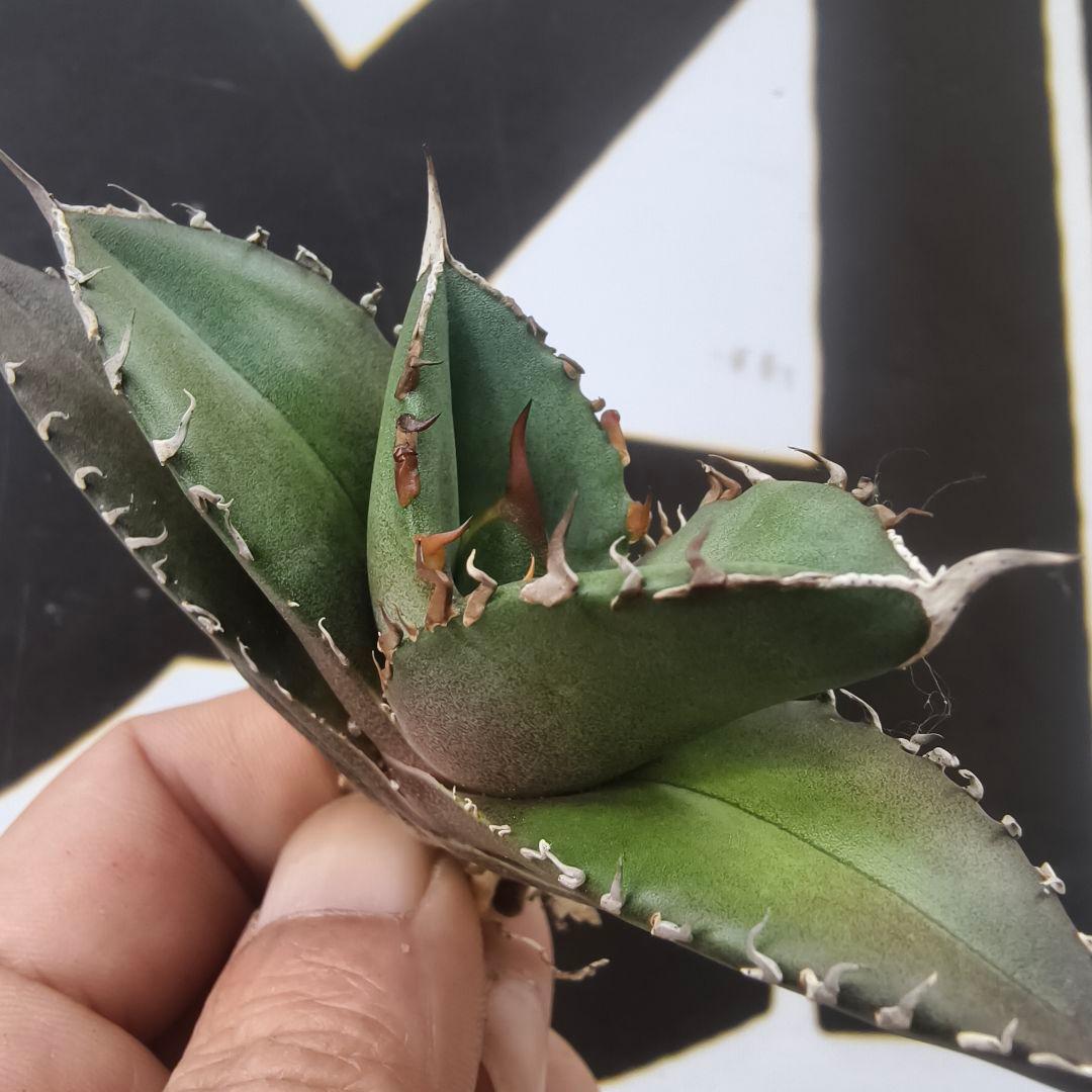 813【上澳園芸】アガベ チタノタ shangao-004 バトルウルフ - メルカリ