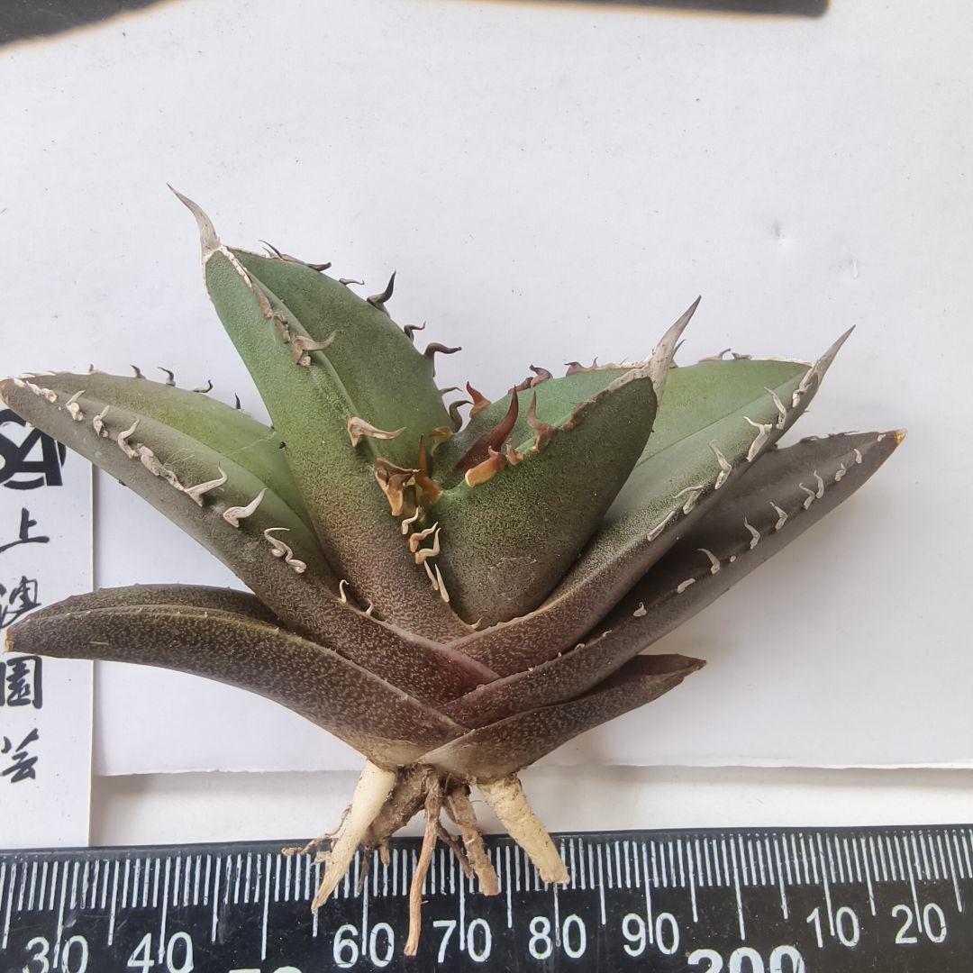 813【上澳園芸】アガベ チタノタ shangao-004 バトルウルフ - メルカリ