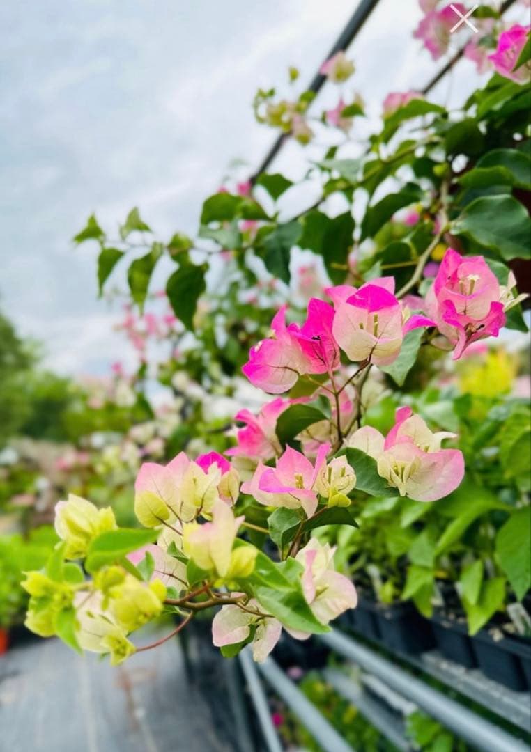 ブーゲンビリア 大株 海外種 三色変色 花蕾多数付き