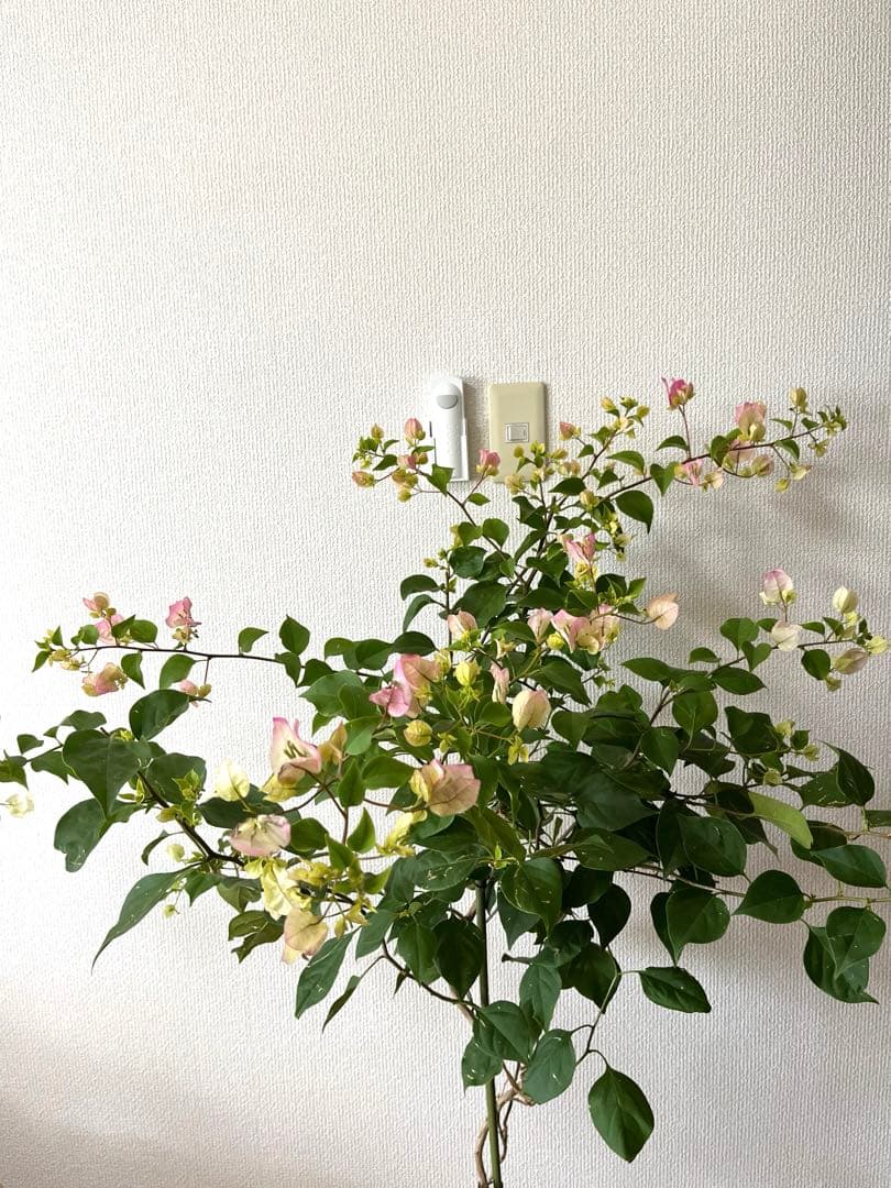 ブーゲンビリア 大株 海外種 三色変色 花蕾多数付き