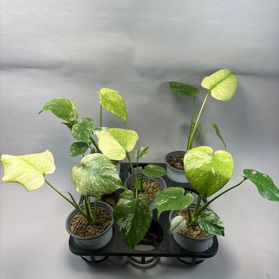 L028斑入り保証！品種保証！Bulbasaurモンステラ・フシギダネ