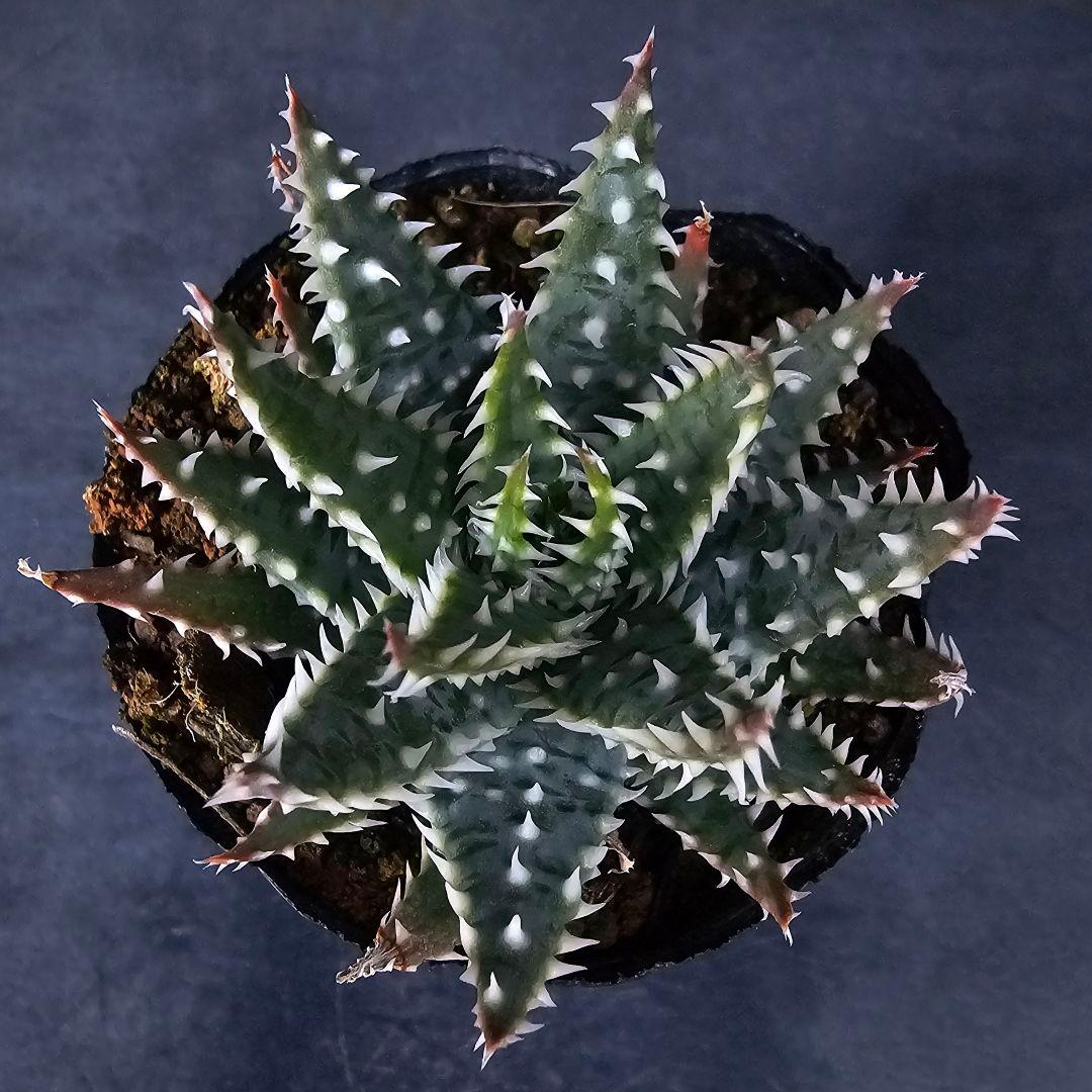 メルカリ便発送☆多肉植物 アロエ属 プラテンシス(実生選抜S5のカキコ