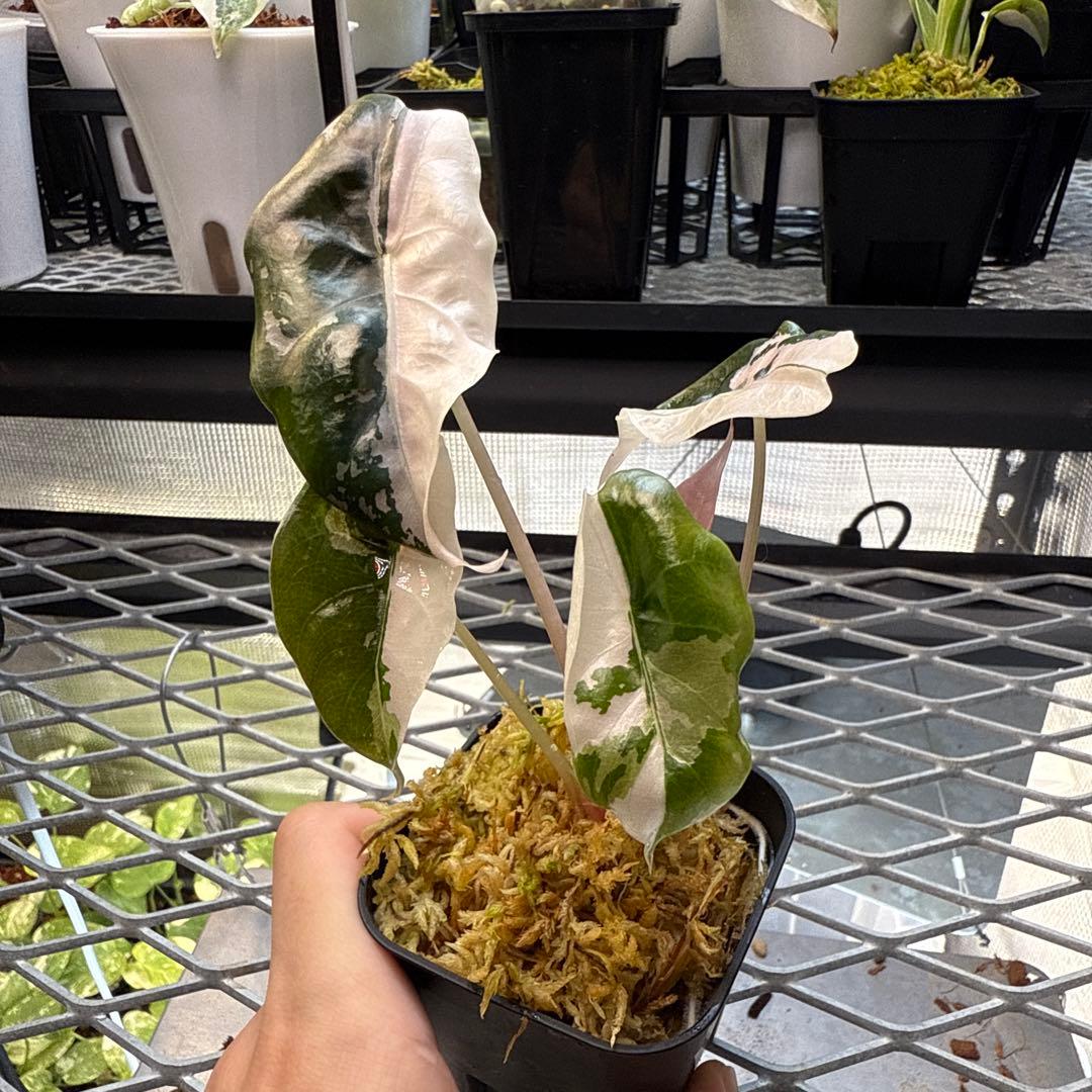 ☆*☆様 極上 アロカシア チャントリエリ ピンク - その他観葉植物人気