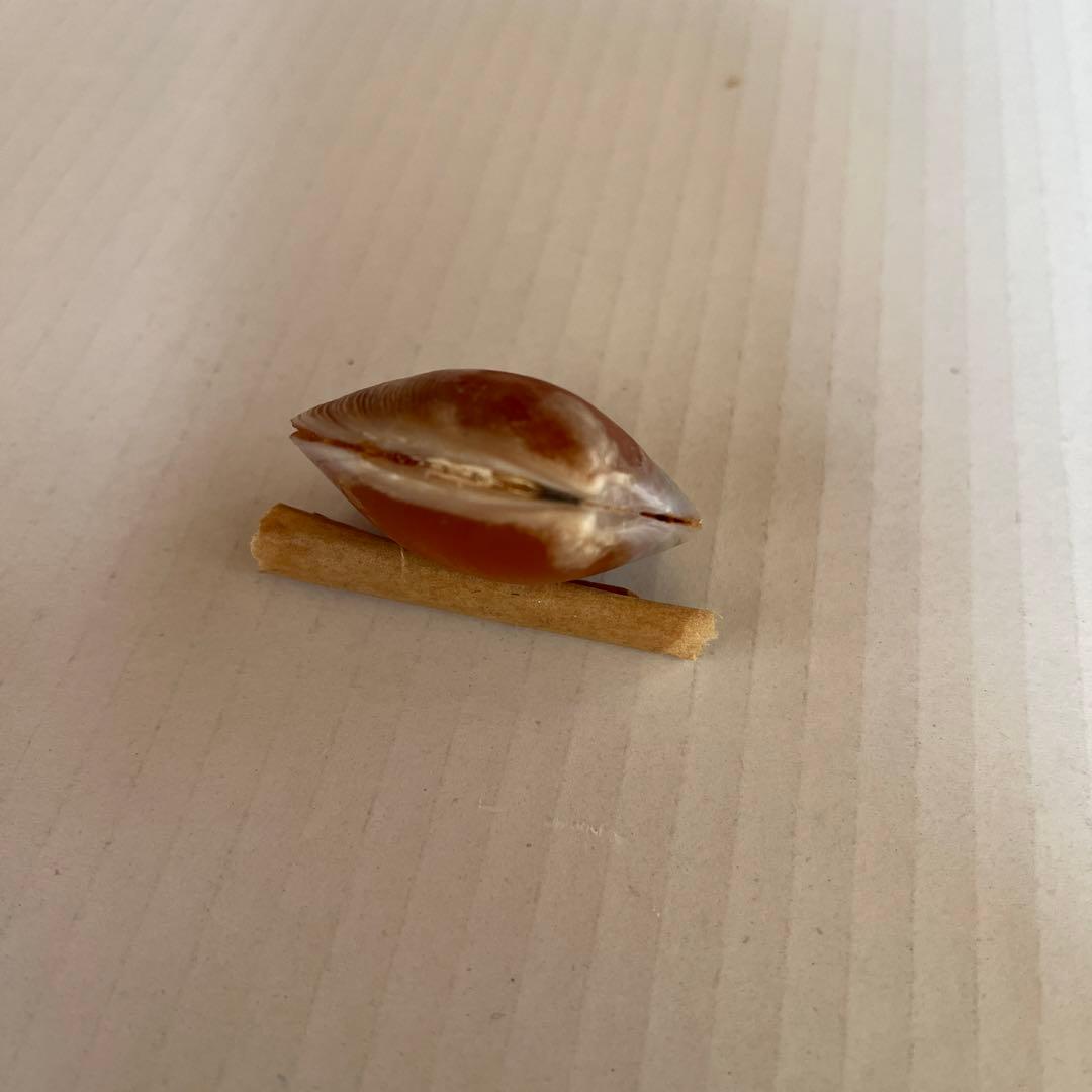 イセシラガイ 化石 方解石 置換化石 広島市中区八丁堀 - メルカリ