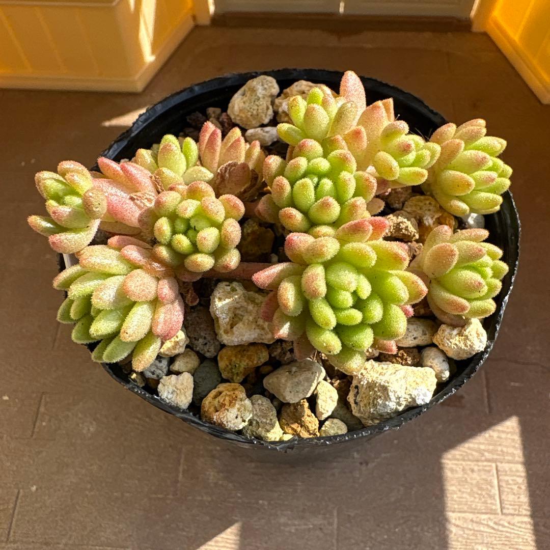 ウィンクレリ 抜き苗 多肉植物 - メルカリ