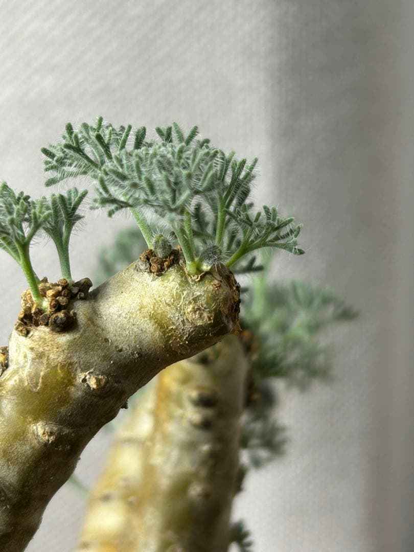 良型発根2サルコカウロン ムルチフィズム モンソニア ムルチフィダ