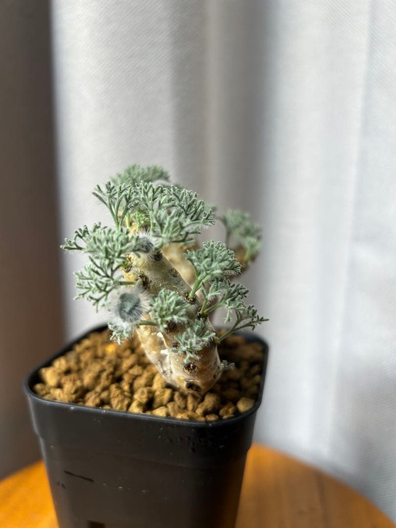 良型発根2サルコカウロン ムルチフィズム モンソニア ムルチフィダ