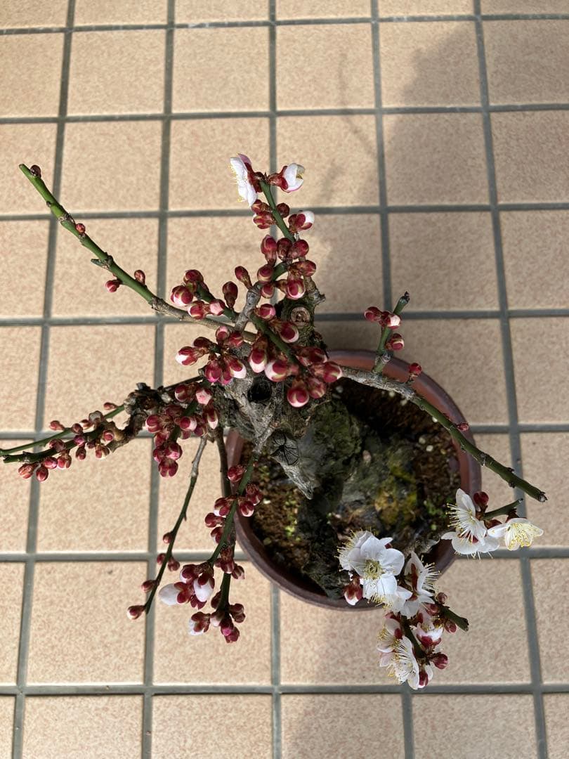 ◉野梅盆栽 超極太 樹齢30年位〈超大特価〉極上品 早いもの勝ち - メルカリ