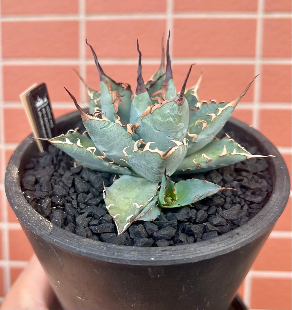 B*u様 アガベハイブリッド BB×エボリスピナ仔株（ジェレミー株）