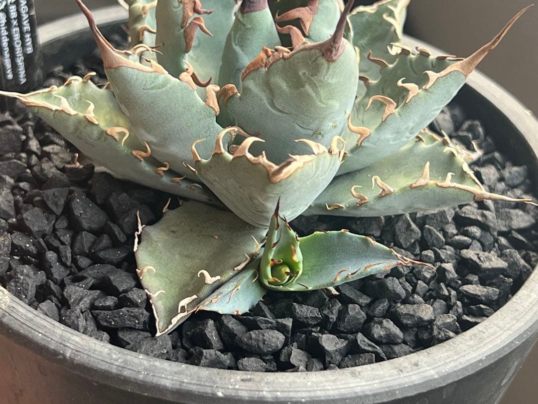 B*u様 アガベハイブリッド BB×エボリスピナ仔株（ジェレミー株）