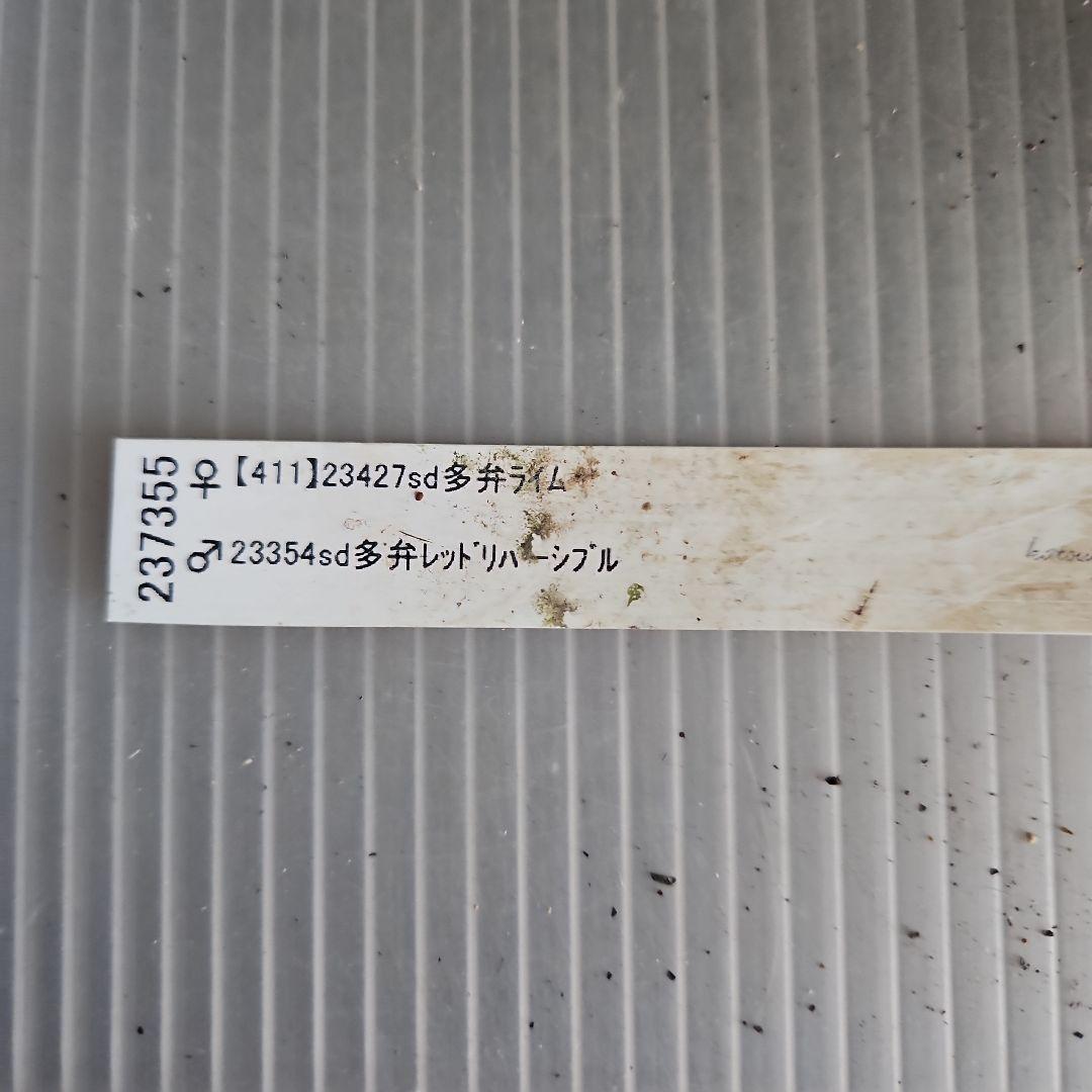 夕映え様ご購入苗㉖-207㉖-244クリスマスローズ - 花新 モデル