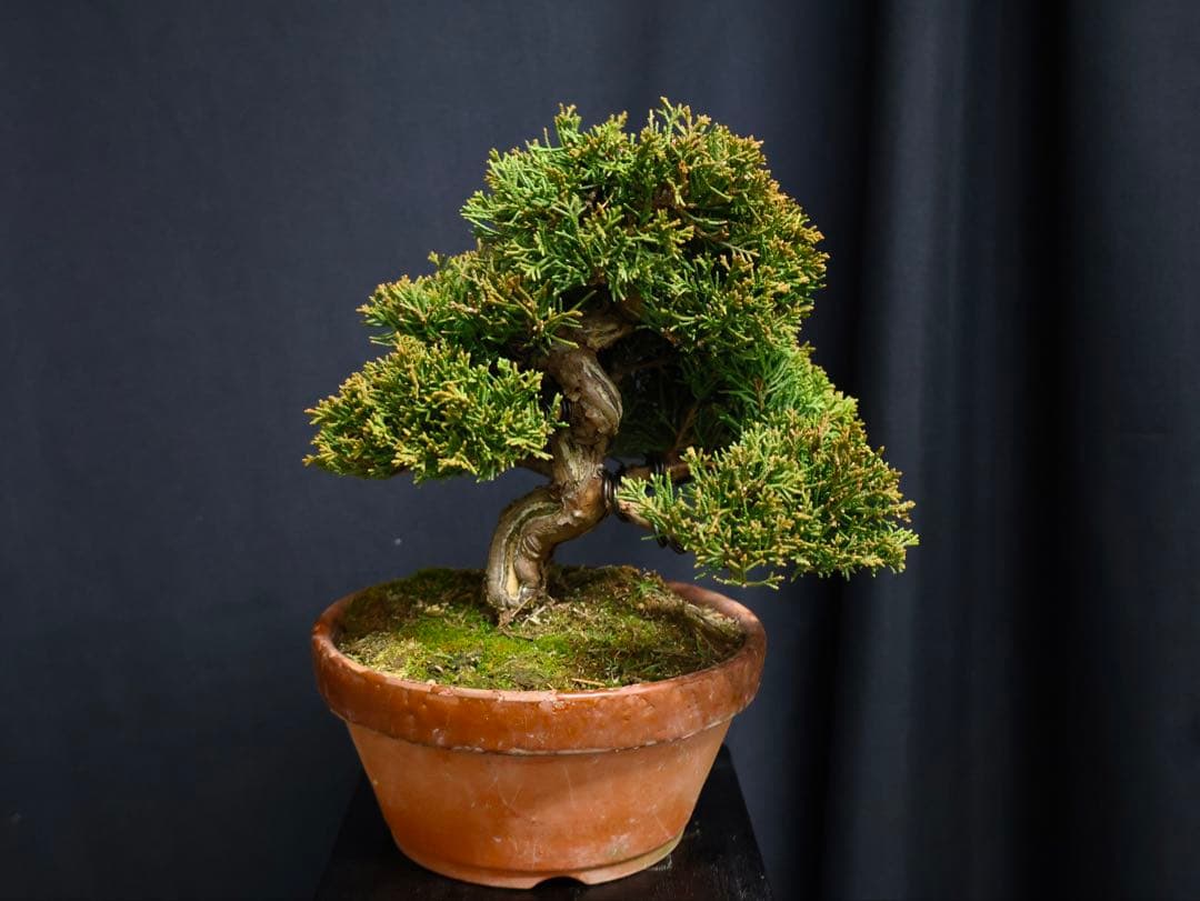 し*ほ様 フォロワー300人記念オークション 真柏　葉性抜群　小品盆栽　流れ良 し*ほ様 フォロワー300人記念オークション 真柏 葉性抜群 小品盆栽