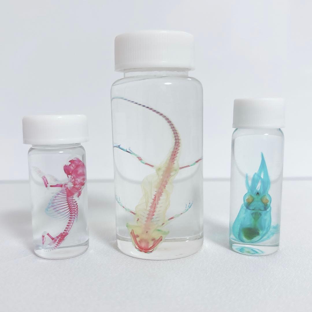 標本用品 KT KN企画 水冷ボアアップキット（68cc）/ライブDIO-ZX・ライブDIO T1003