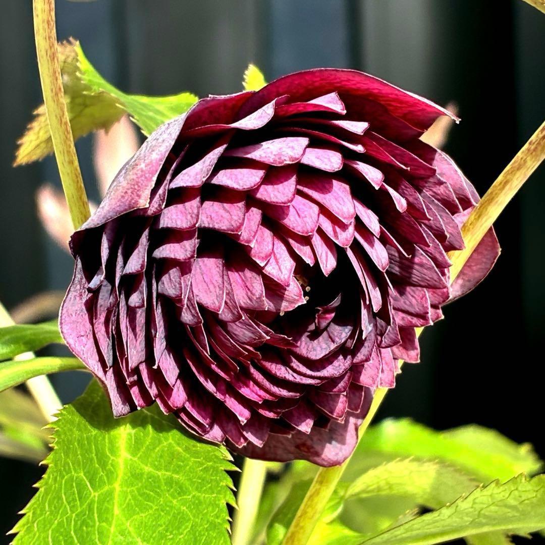 u*0様 3544☘️蕾花タグ付き☘️ダーク系⭐️小輪⭐️超多弁(入荷時多弁タグ