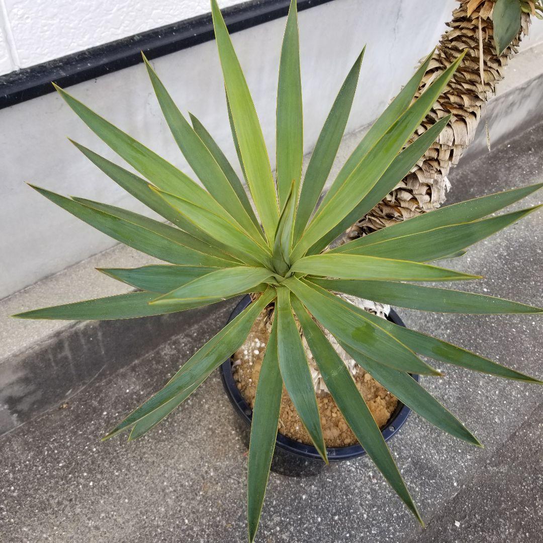 T055分頭ユッカ・ラン発根済み グロリオサ キミガヨラン ドライ