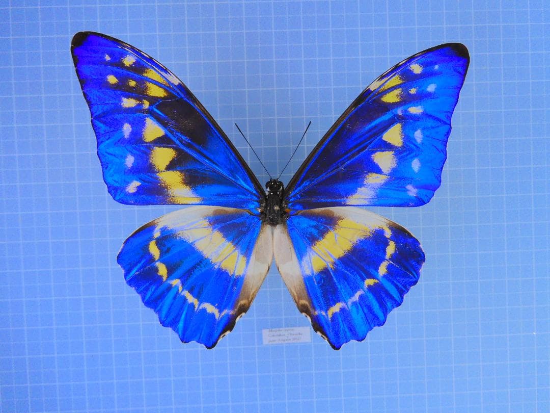 コロンビア産　キプリスモルフォ　116mm セール】columbia/コロンビア FALMOUTH JACKET ジャケット ナイロン 裏