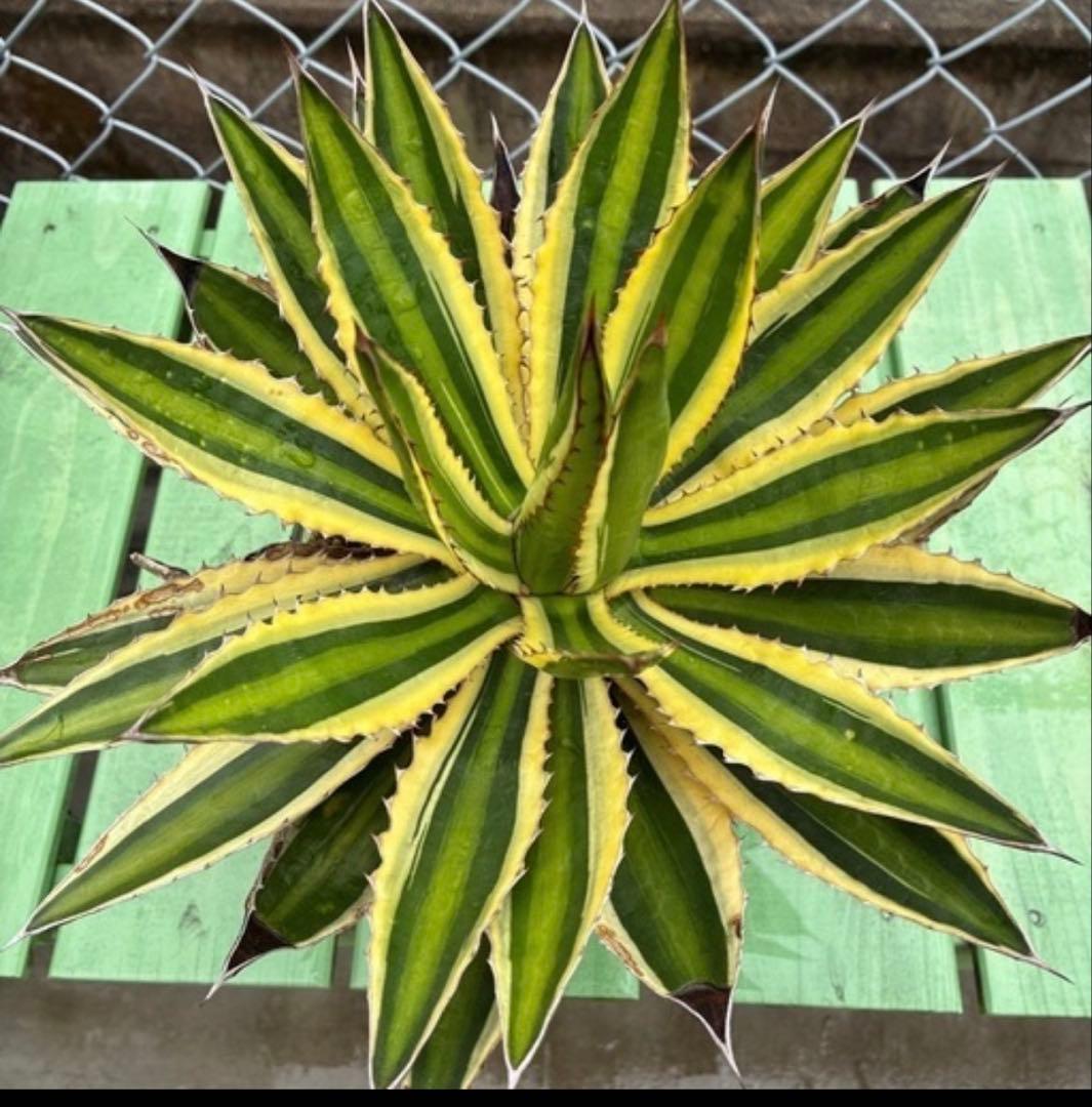 ゆうさん専用ワコマヒーロファンサ