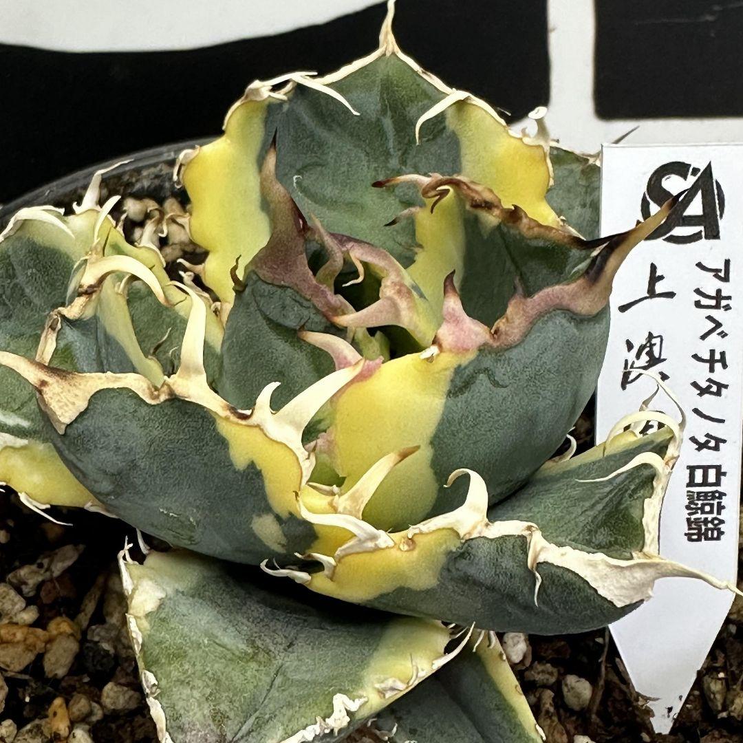 035【上澳園芸】 アガベ チタノタ 白鯨錦（永久斑）安定錦 - メルカリ