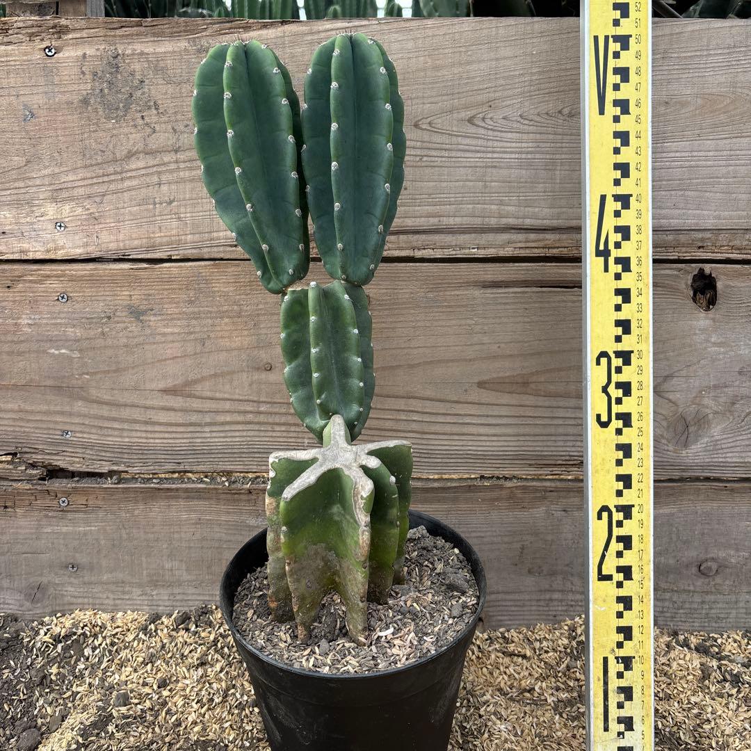 売り切越冬済 柱サボテン 鬼面角 発根 ドライガーデン パリー