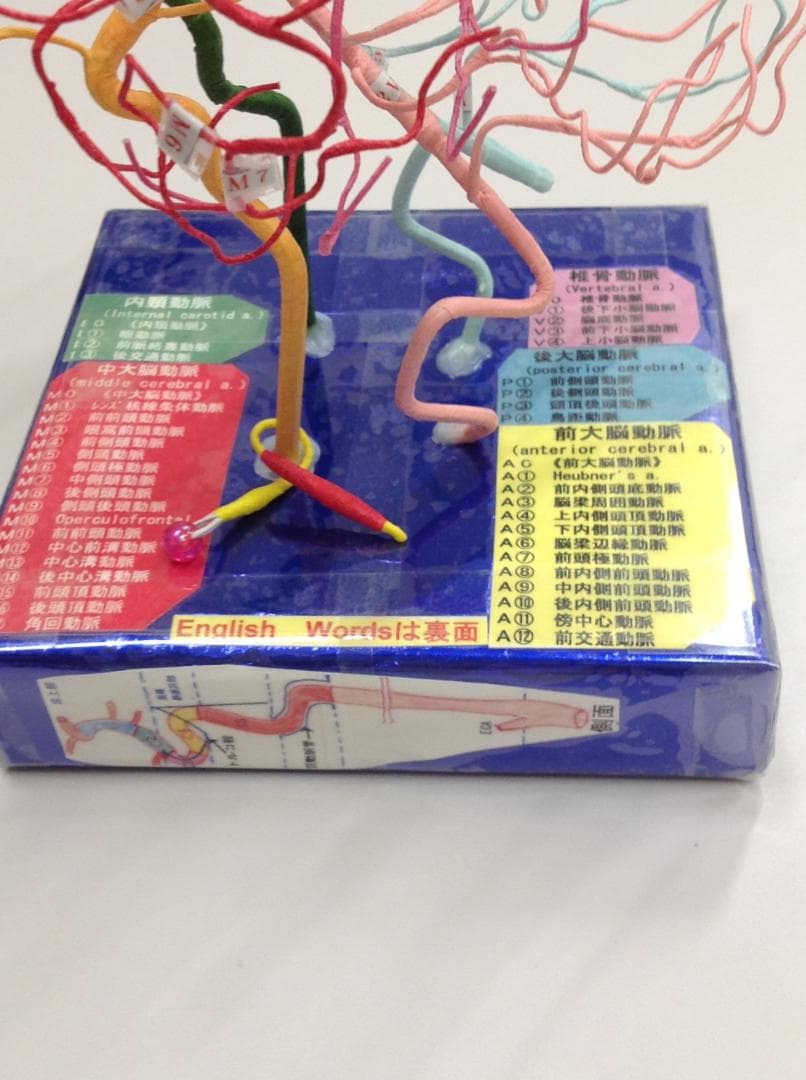 脳血管模型（作れない必要な人のために）教育用 TYPE.Hiro.No99