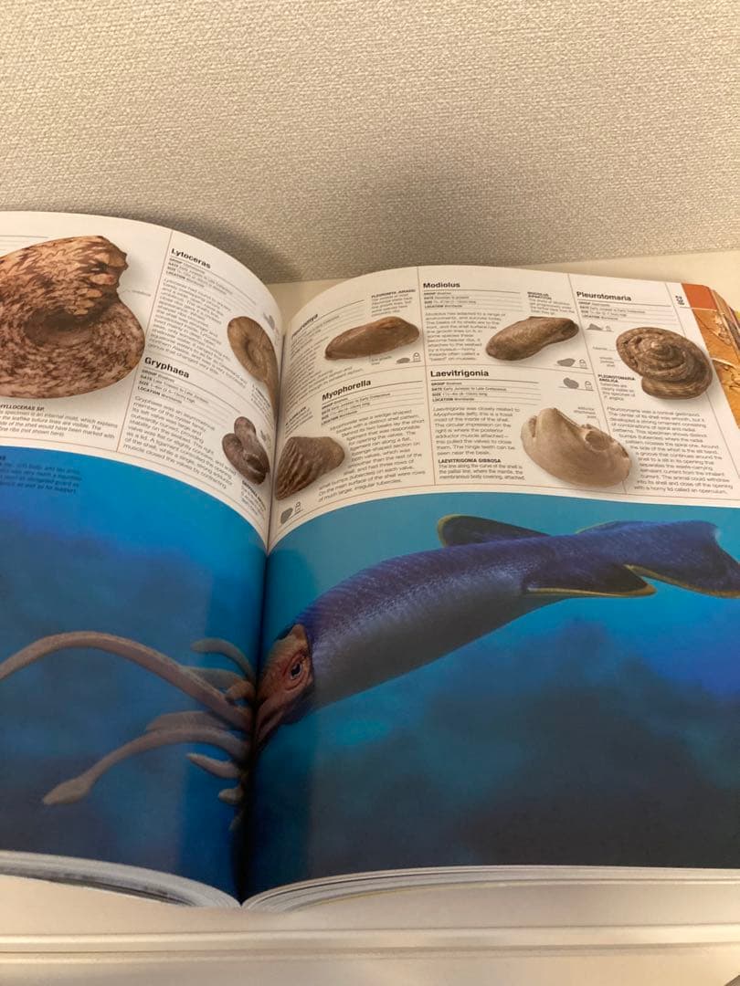 洋書多読 図鑑など7冊 恐竜 鉱物 古生物encyclopedia 人体 - メルカリ