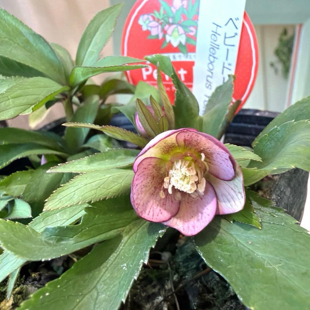 まい様　リクエスト　おまとめ2点