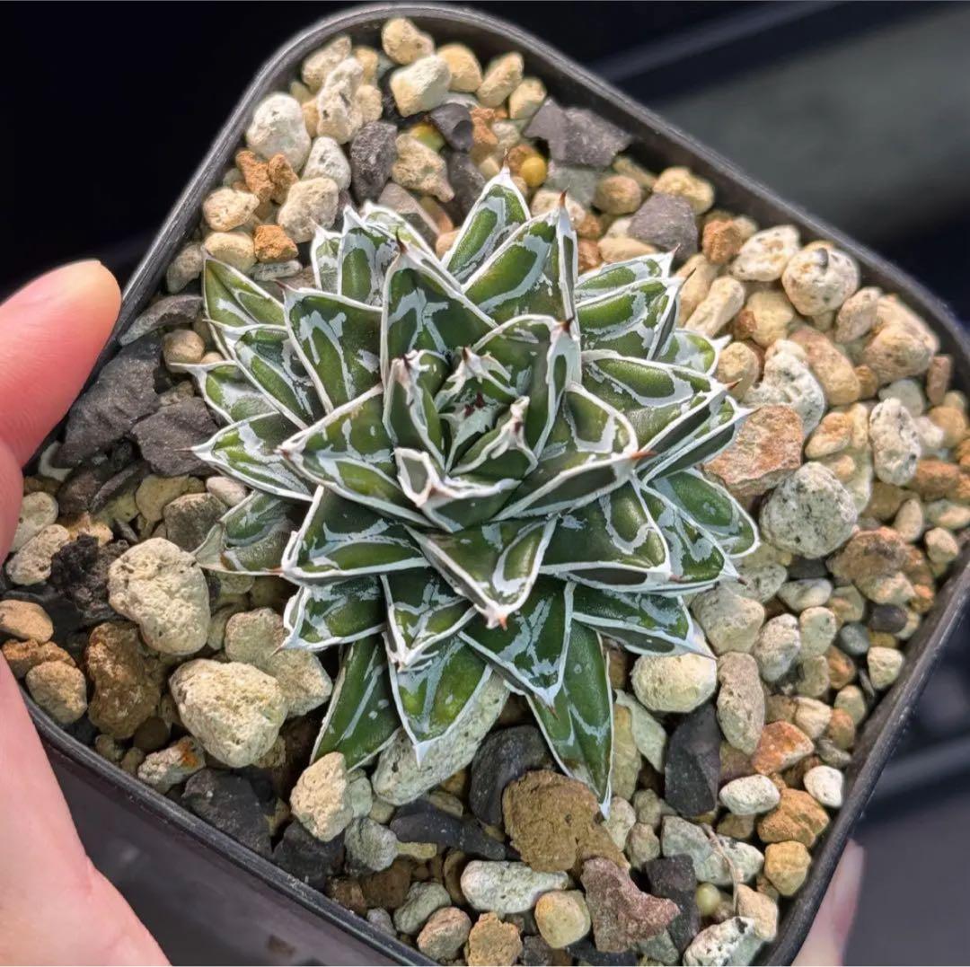 笹の雪 明峰富士 ロウルサンコ 超矮性 子株 - メルカリ