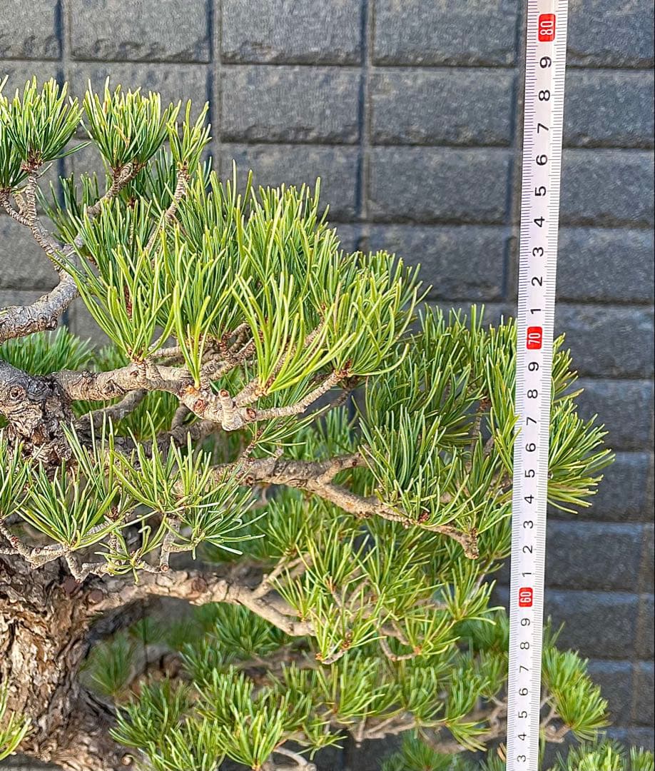 a*a様 五葉松　葉性が抜群に良いです！