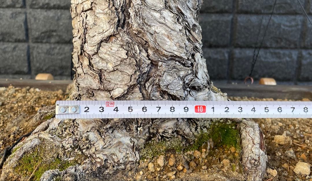 a*a様 五葉松　葉性が抜群に良いです！