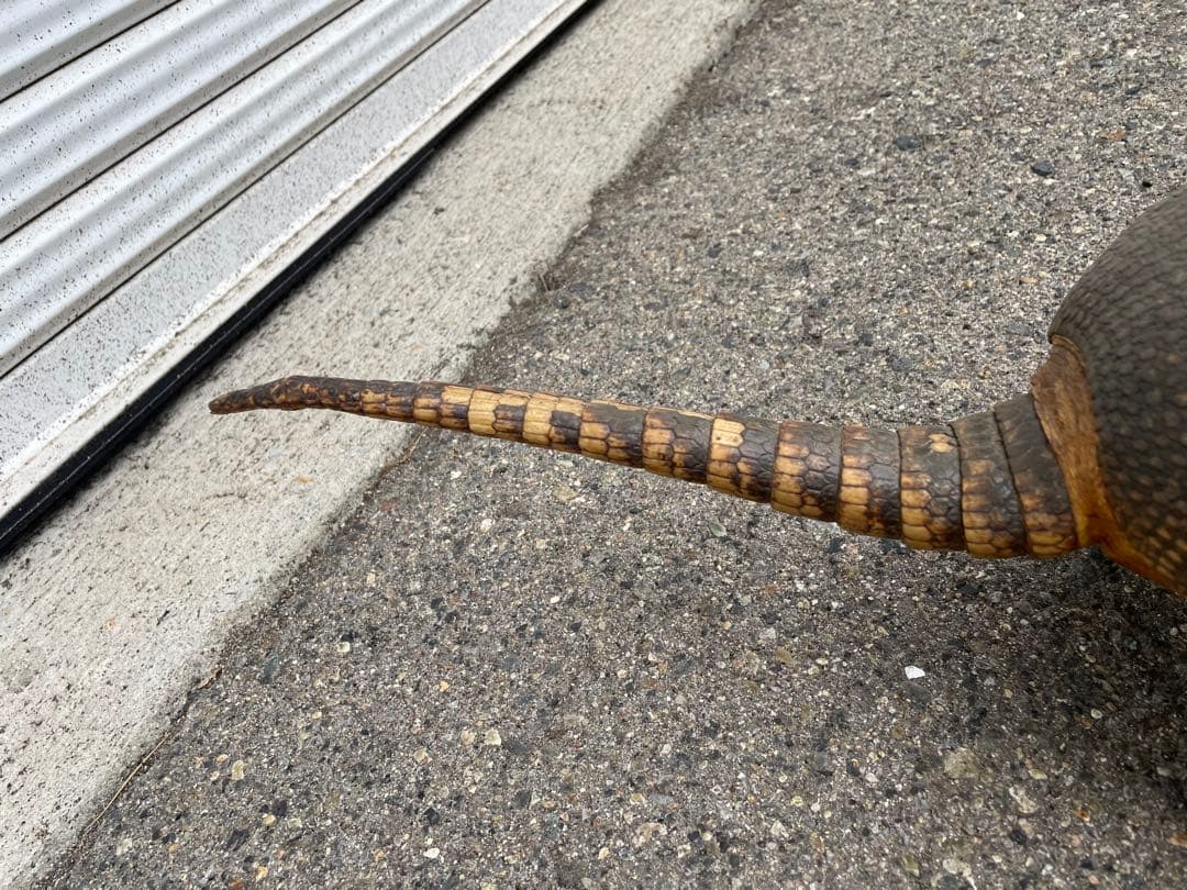 ココノオビアルマジロ アルマジロ 剥製 ワシントン条約対象外 - メルカリ