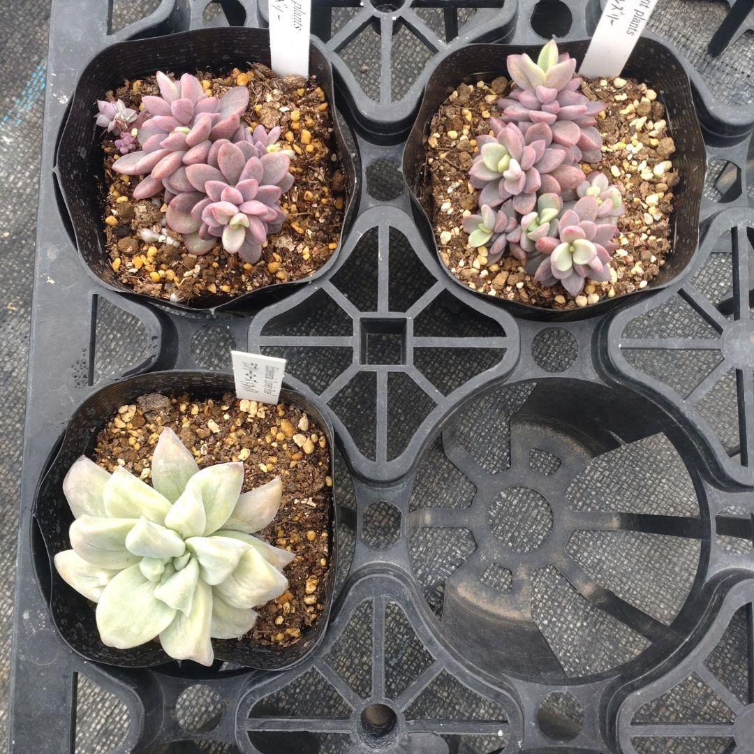 ✿Mi_Hi☘さん専用