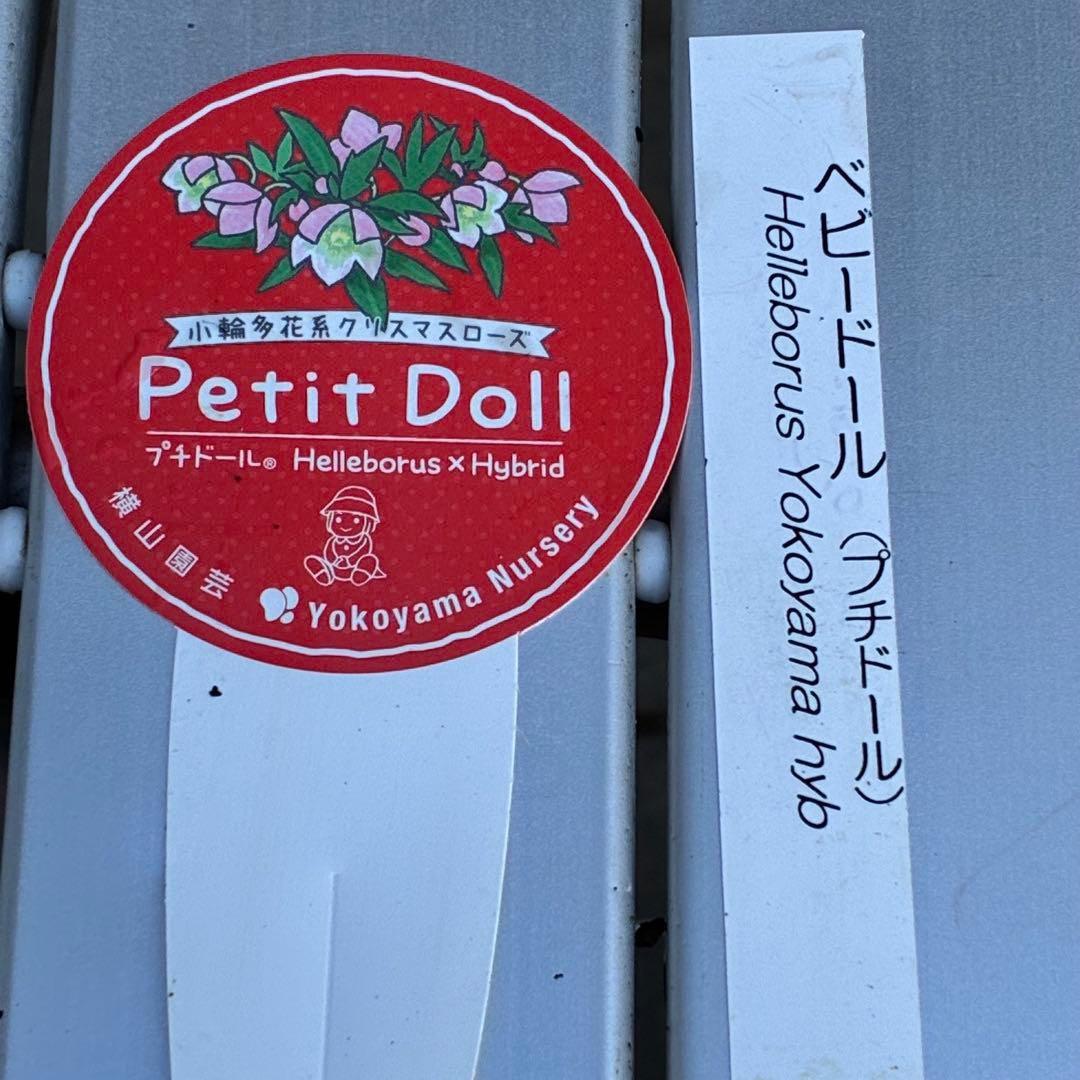 小*夏様 3448☘️花、タグ付☘️⭐️ベビードール⭐️超小輪⭐️超コンパクト⭐