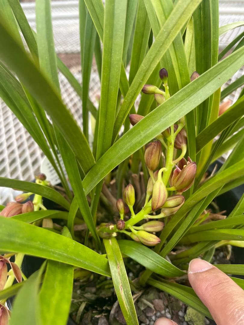 R8年キンリョウヘン花芽7本#5 - メルカリ