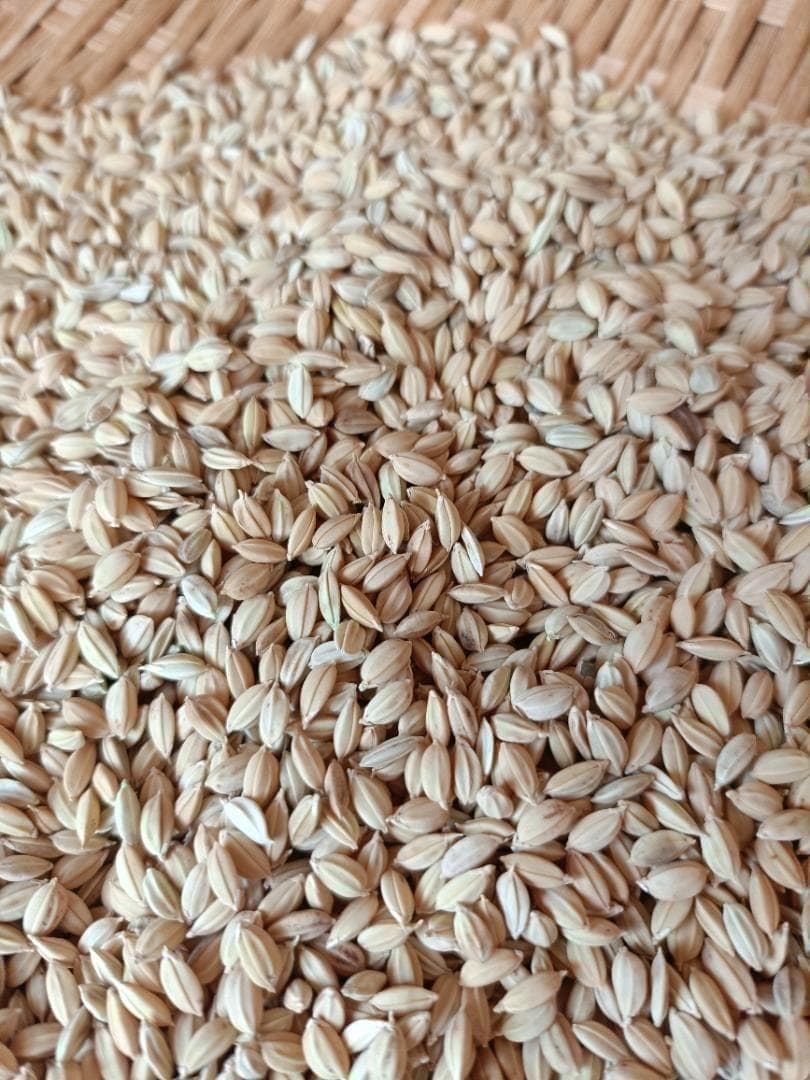 農薬不使用 7年産 ハッピーヒル（うるち）籾 3kg 種籾 陸稲 - メルカリ