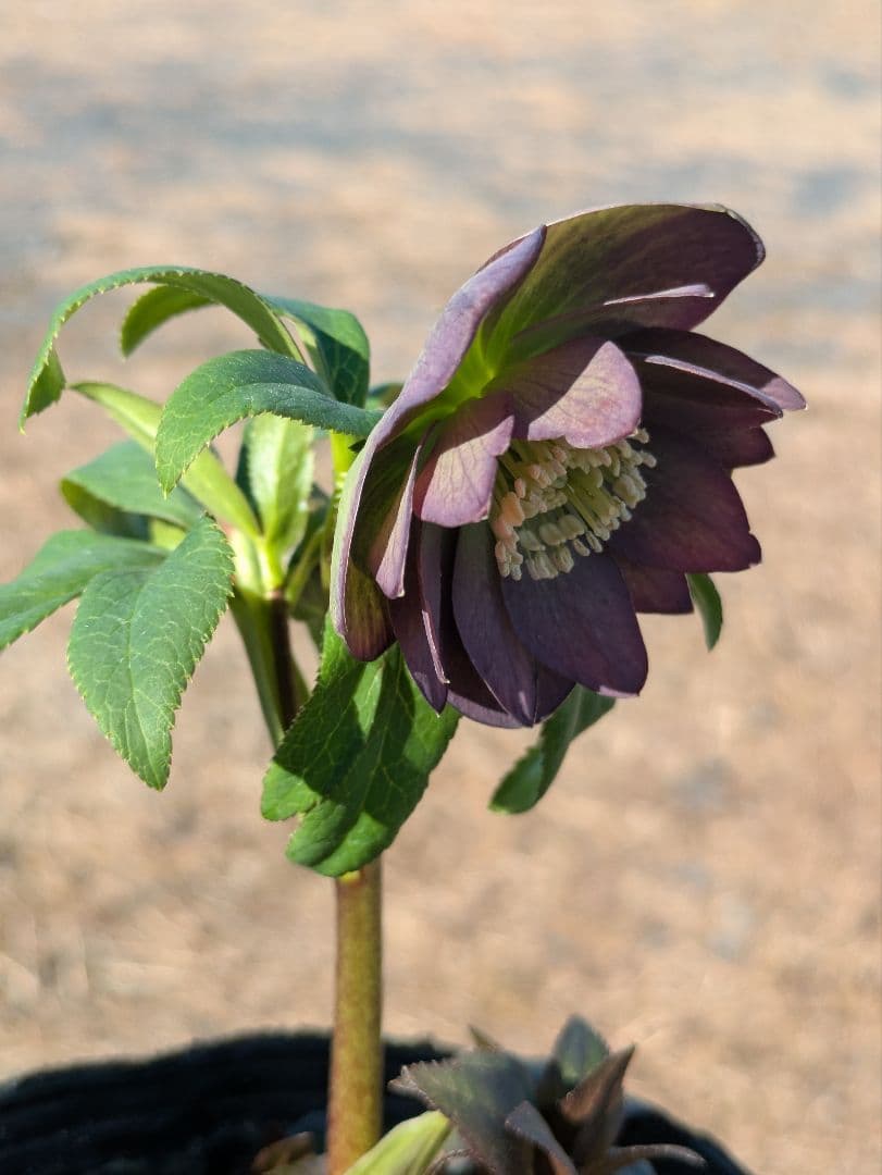 極美・原種交配｜クリスマスローズ リトルビースト ムルチフィダス系