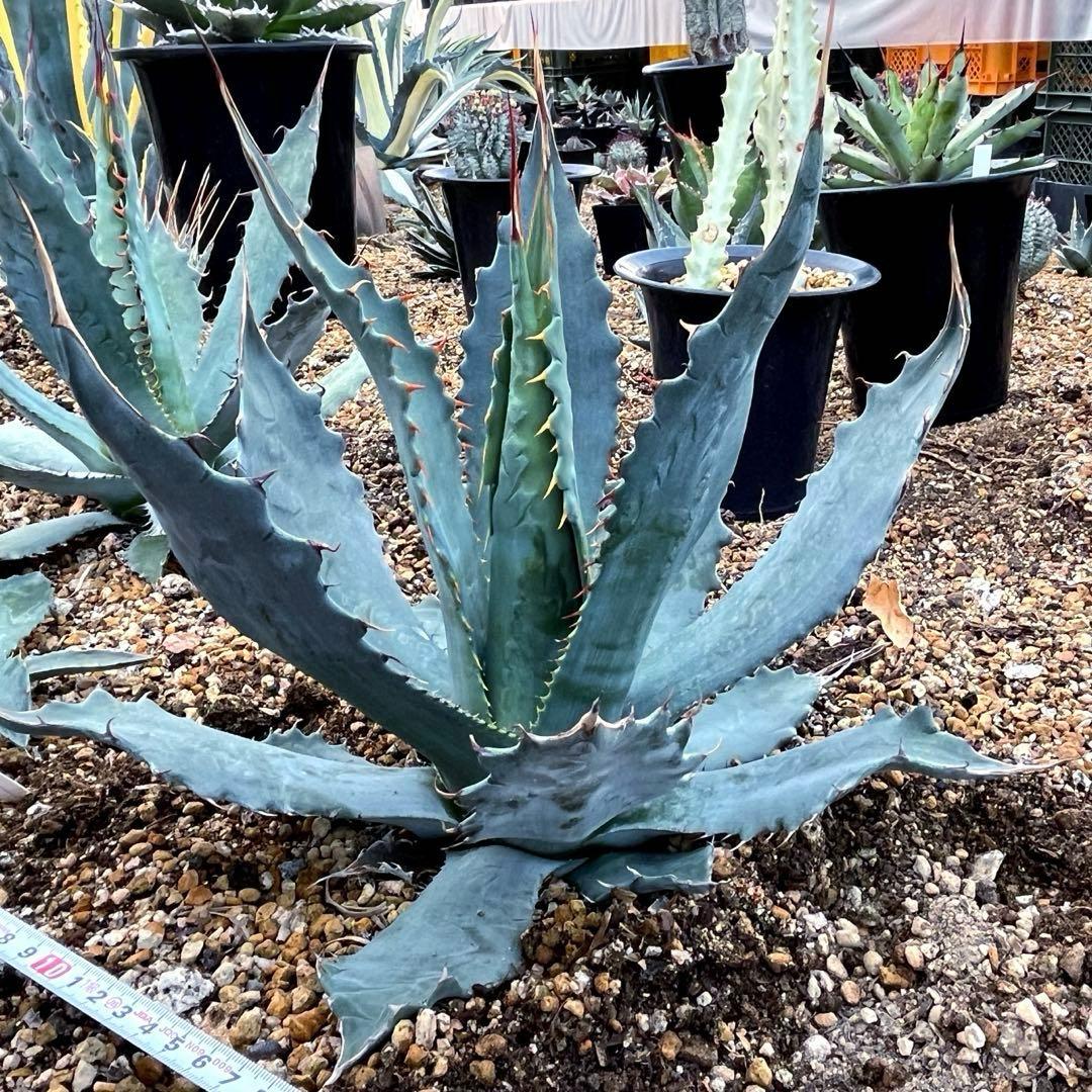 アガベ ワコマヒー 中大株 - メルカリ