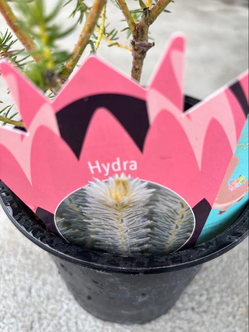 フィリカ　ハイドラ　希少　2