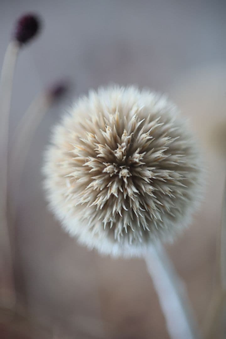 《銘玉》TAMRON SP 90mm F2.5 52B 【光学美品】