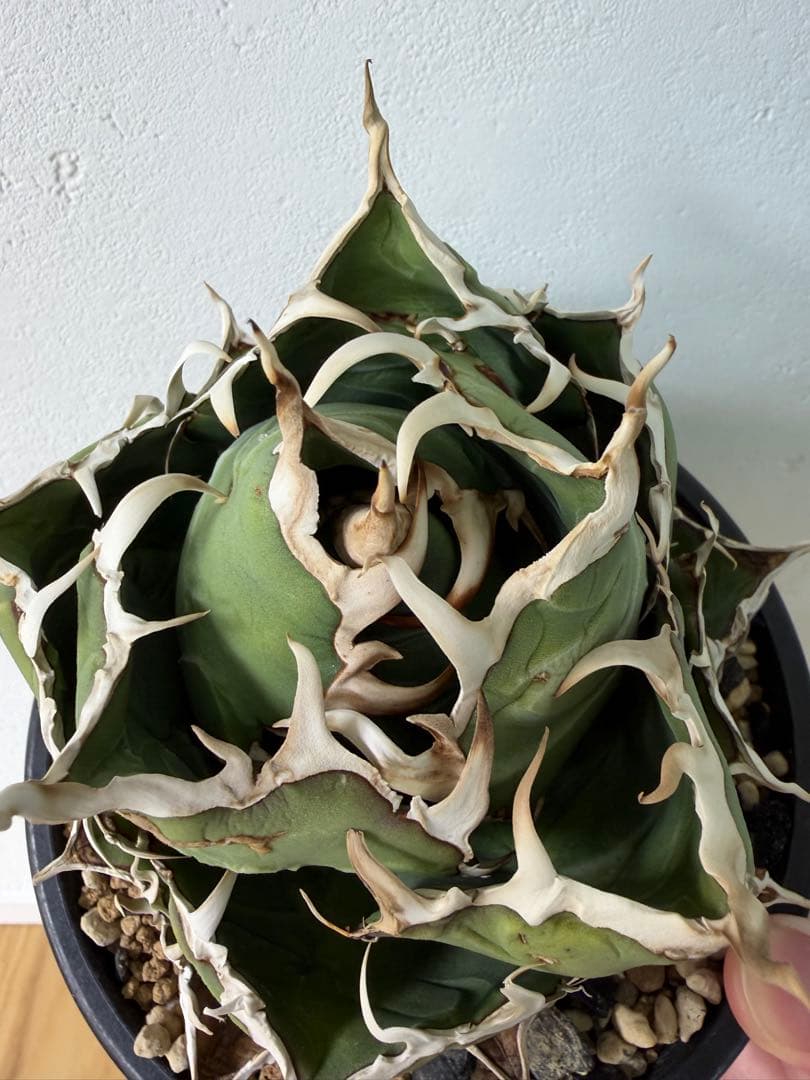 アガベ 大株セット【格安】 - アガベ低 価格 通販