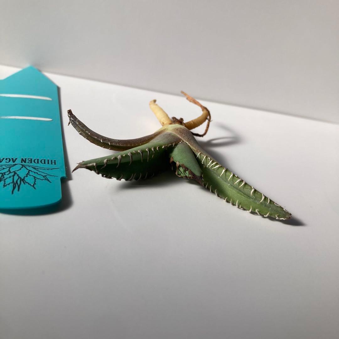 Hidden Agave アガベ ホワイトファング ジェレミーUS株 - メルカリ