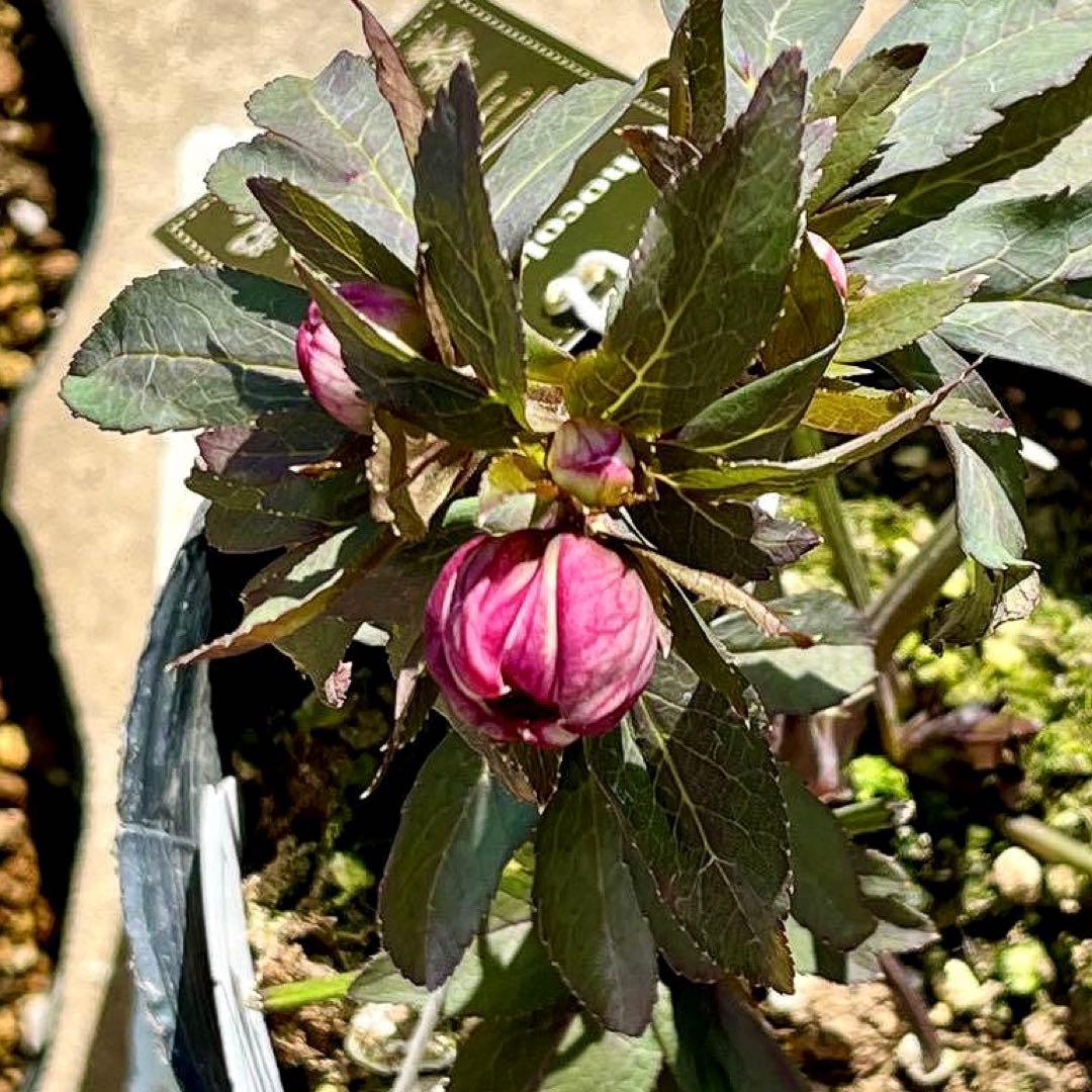 ち*ん様 ☘️ラスト2☘️タグ付き☘️新葉ワサワサ3279⭐️NEW⭐️Choc