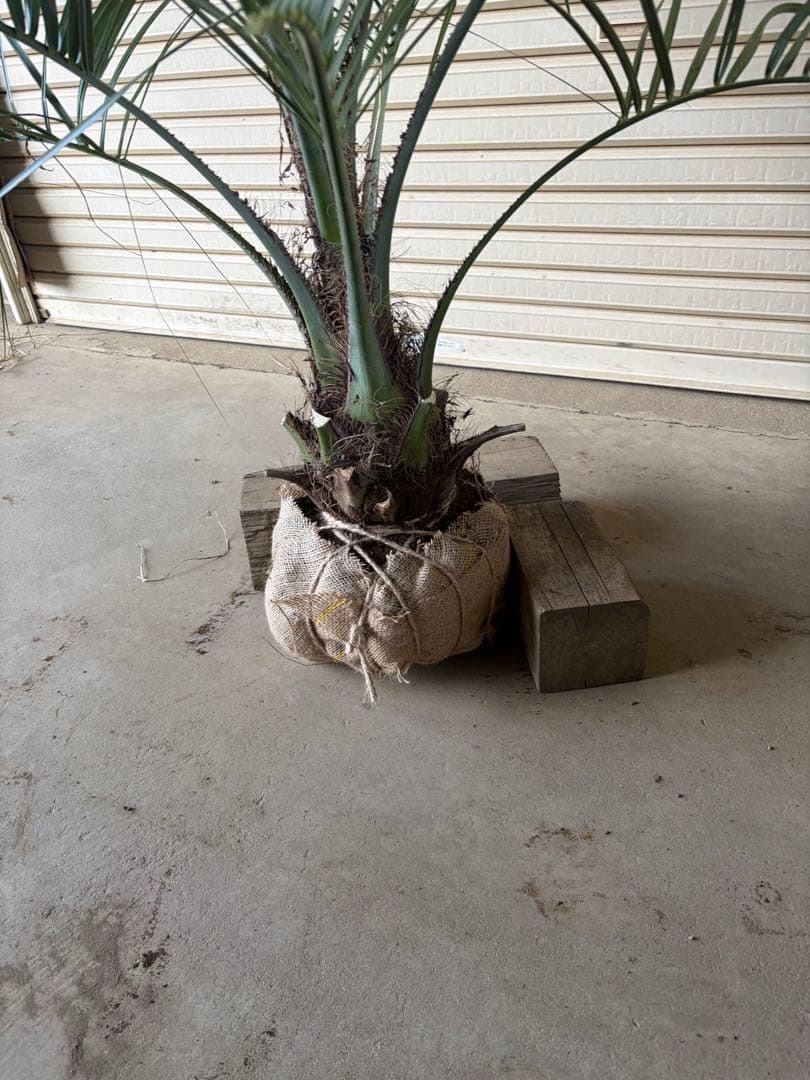 ココスヤシ 根鉢上から120cm - メルカリ