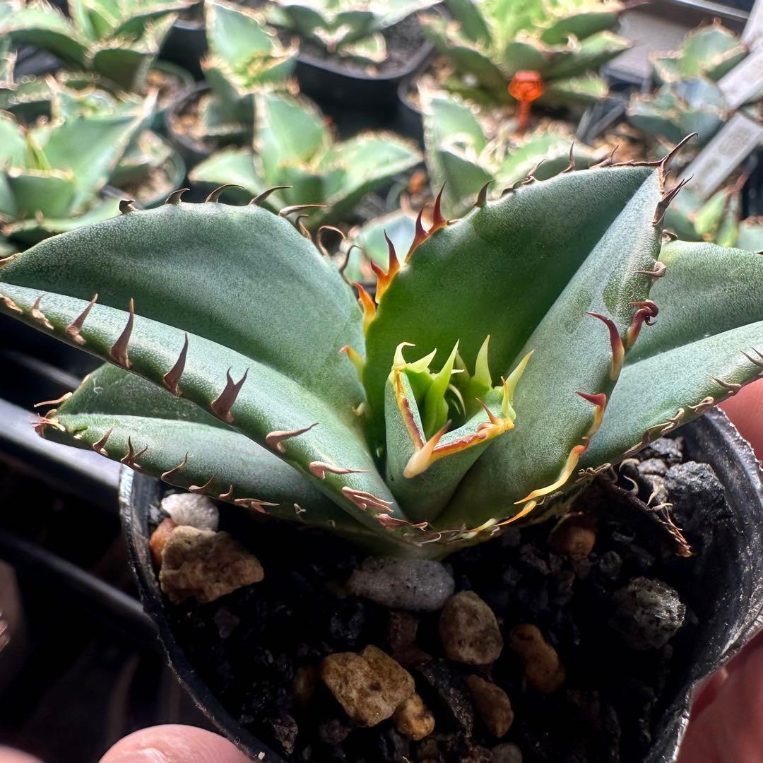 アガベ オテロイ実生 鋸歯独特系 - メルカリ