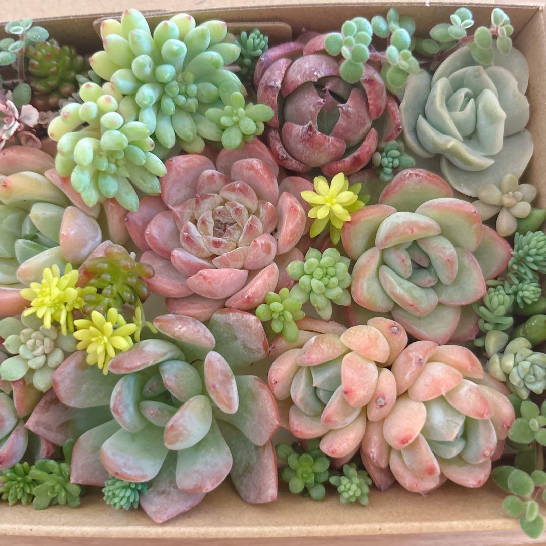 ゆうゆうメルカリ便 多肉植物 カット苗とセダム寄せ植えセット - メルカリ