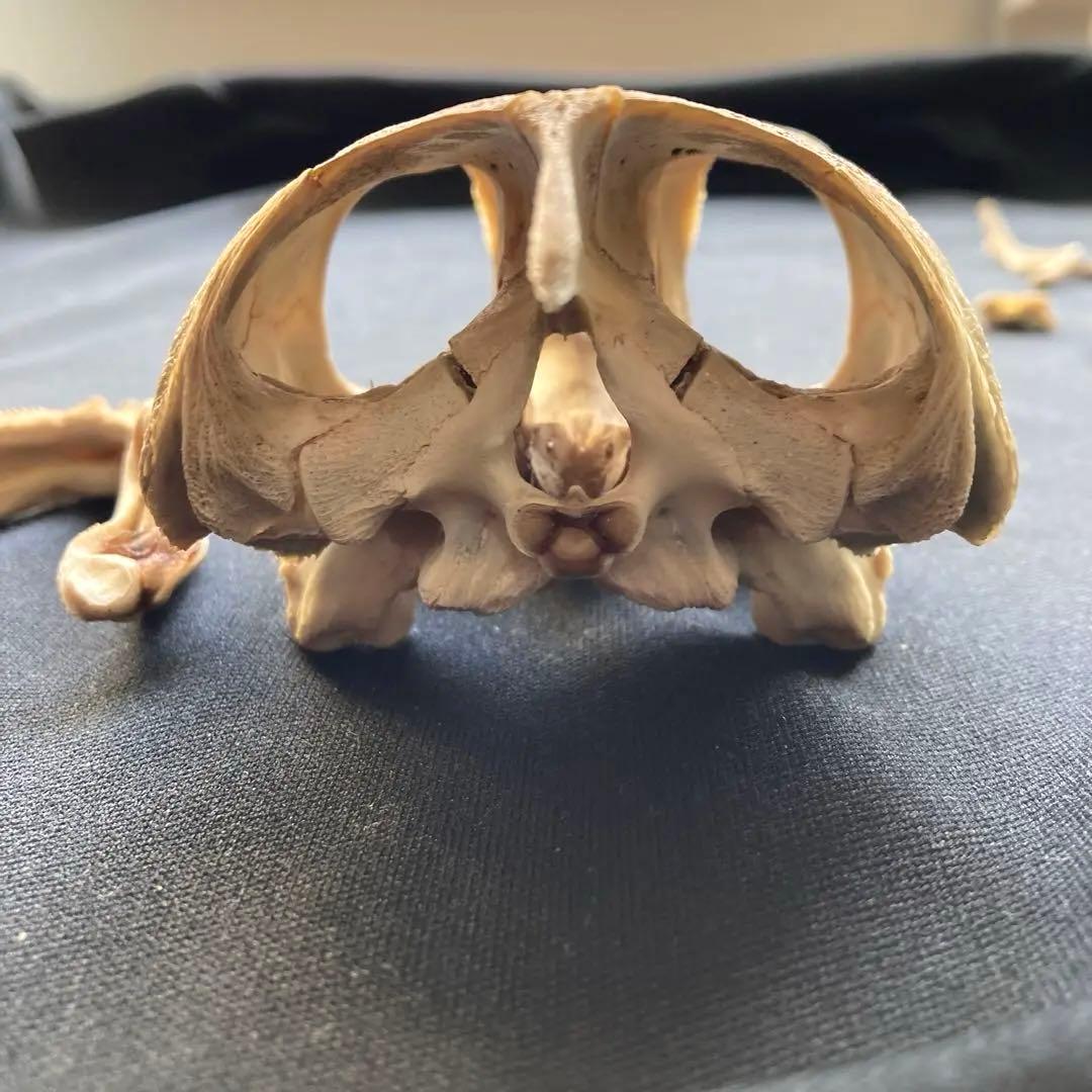 ウミガメの頭骨・頸椎他 - メルカリ