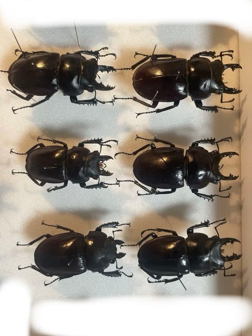 ヤエヤママルバネクワガタ規制前採集 Collecting Yaeyama Round-winged Stag Beetles] I went to photograph