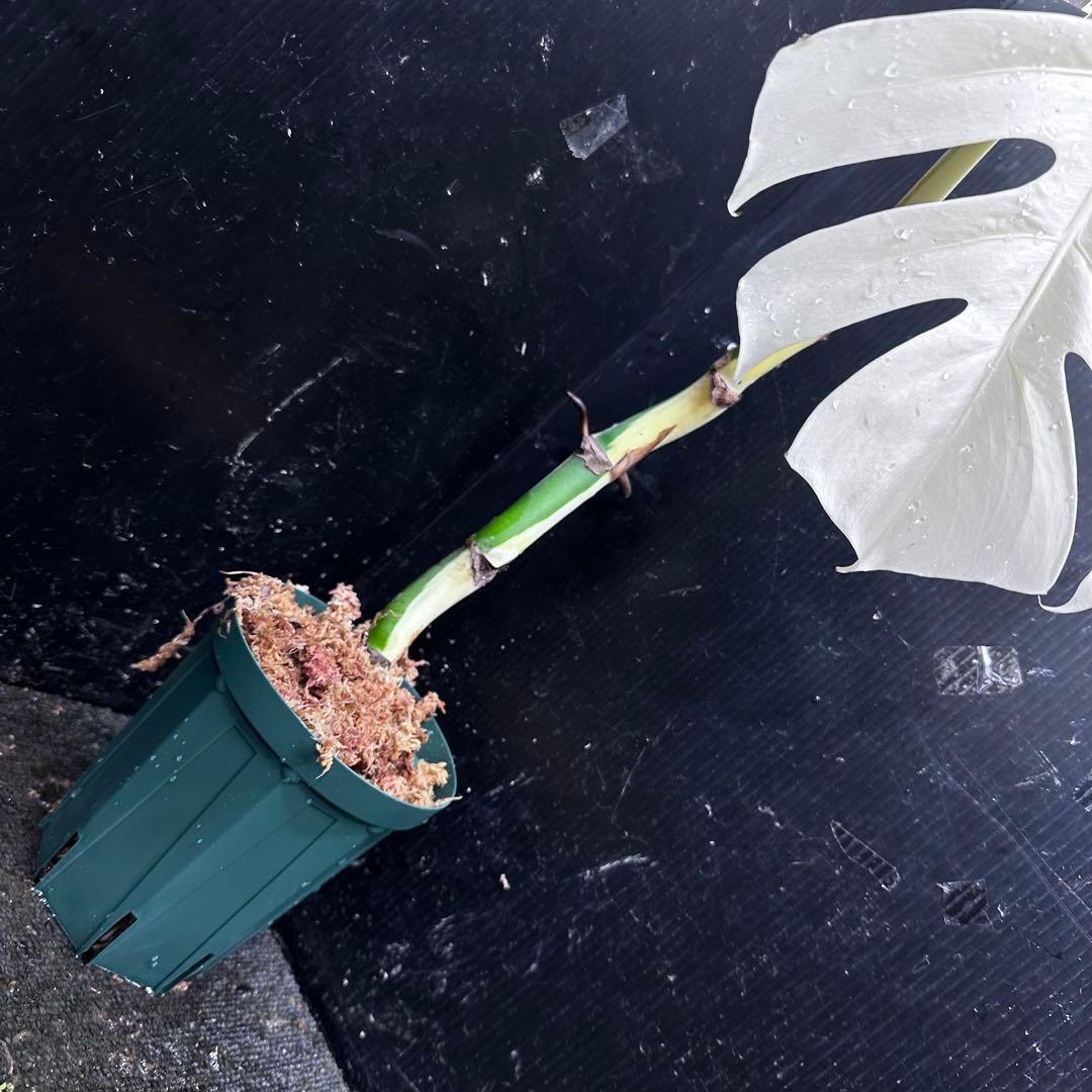 リ*ー様 斑入りモンステラ極上ホワイトタイガーフルムーン4号鉢植え発