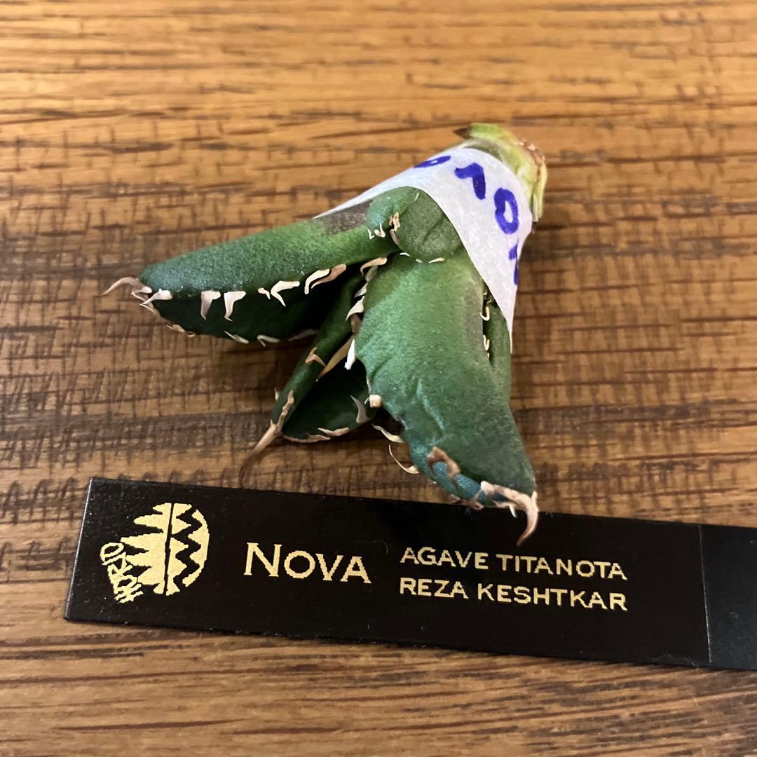 K*N様 オークション【GW限定】③匿名配送 イラン株 REZA産 アガベ No