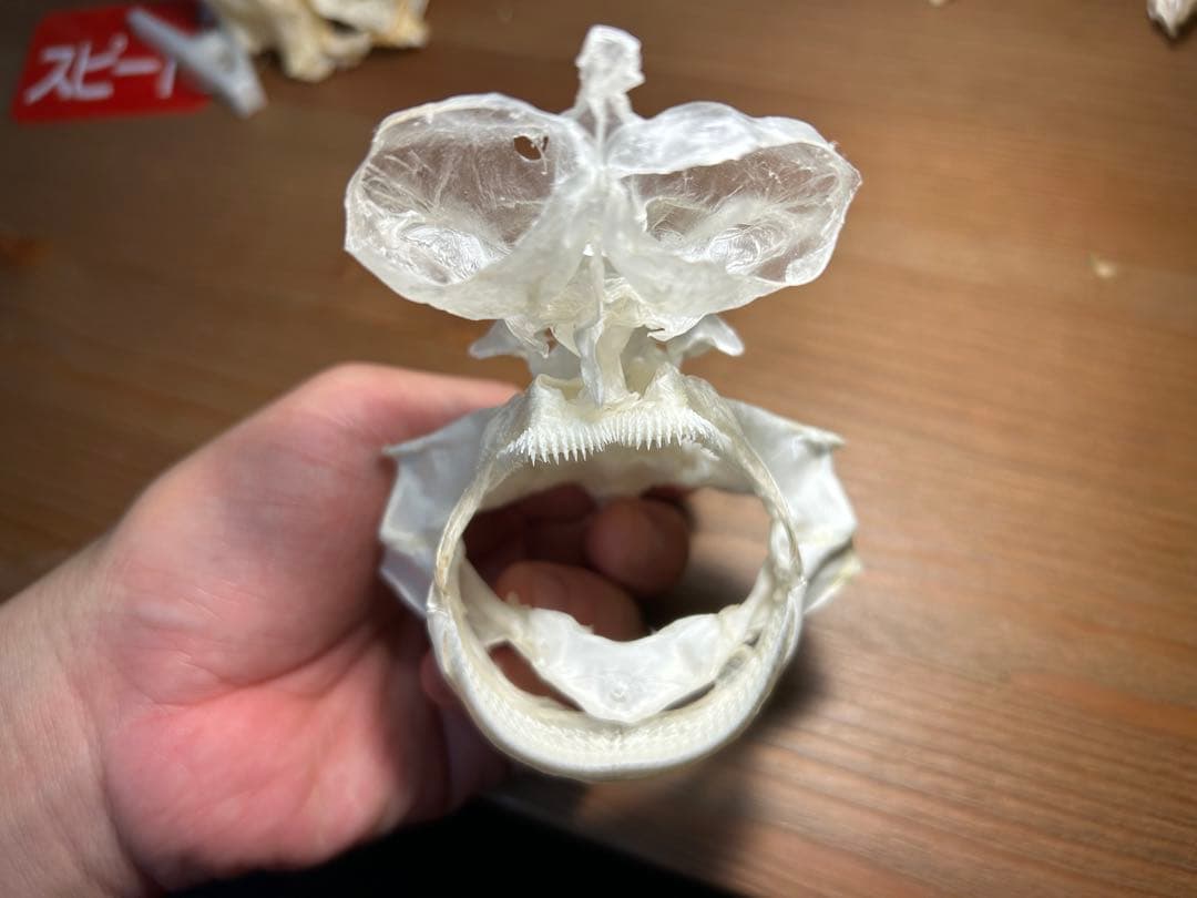 ユメザメの頭骨標本(サメ骨格) - メルカリ